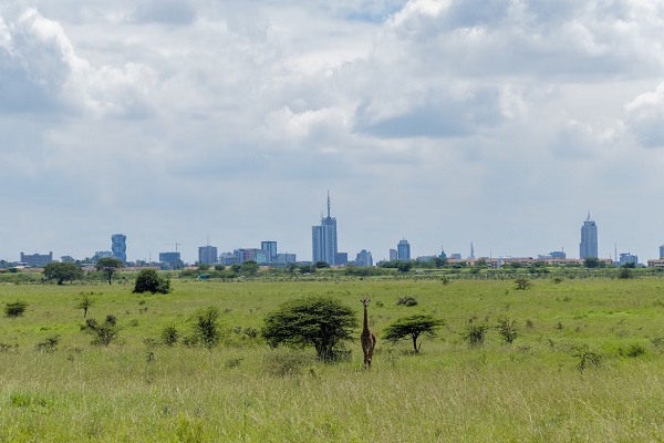 Desarrollo de la ciudad de Savannah de la jirafa de Kenia