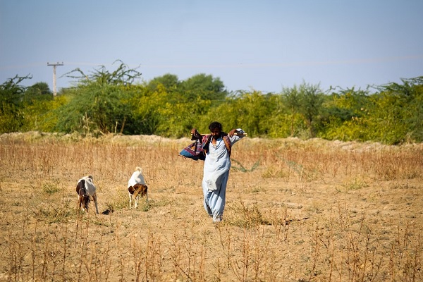 פקיסטן חקלאות שדה עיזים